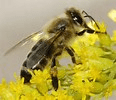 abeja